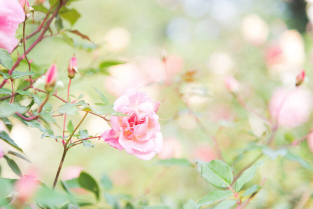 幻想的に咲く桃色のバラ